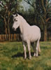 White Pony - 1996 Oil - 61 cm x 41 cm